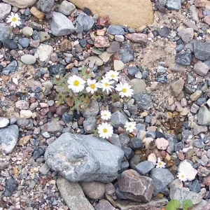 Monoptilon bellioides