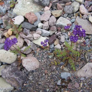Phacelia