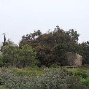 burned Meadow Oaks with Blaksley Boulder, Santa Barbara Botanic Garden, after the Jesusita Fire