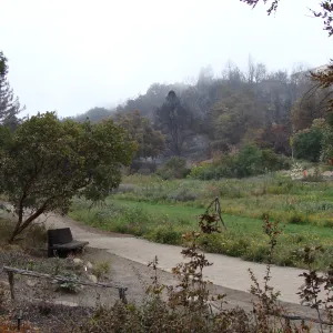 Meadow with burned slope behind, Santa Barbara Botanic Garden, after the Jesusita Fire