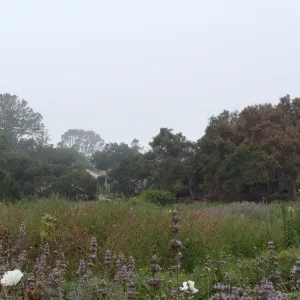 view across Meadow, down to Blaksley Library, Santa Barbara Botanic Garden, after the Jesusita Fire