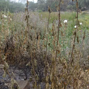 burned Matilija Poppy plants, at the top of the Meadow, Santa Barbara Botanic Garden, after the Jesusita Fire