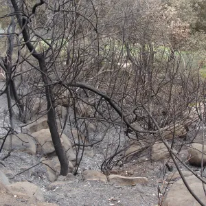 burned vegetation and uncovered rock drainage, Woodland Trail, Santa Barbara Botanic Garden, after the Jesusita Fire