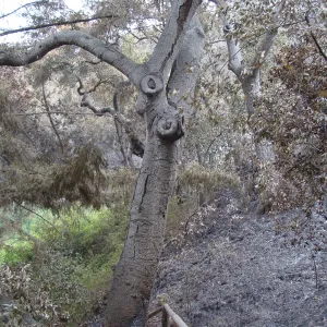 burned vegetation at top of the Indian Steps, Santa Barbara Botanic Garden, after the Jesusita Fire