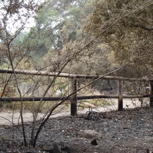 burned fence at canyon rim, Santa Barbara Botanic Garden, after the Jesusita Fire