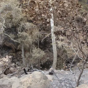 burned vegetation in Mission Canyon, Santa Barbara Botanic Garden, after the Jesusita Fire