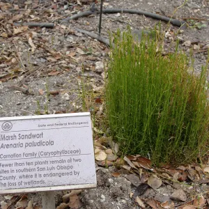 fire singed Arenaria paludicola, Conservation Garden, the Santa Barbara Botanic Garden, after the Jesusita Fire