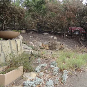 Fire singed the edge of the Conservation Display Garden, Santa Barbara Botanic Garden, after the Jesusita Fire