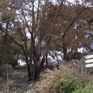 Directional sign and burned Santa Cruz Island Ironwood trees on the Porter Trail, after the Jesusita Fire