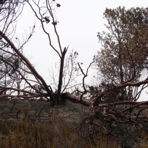 burned Cypress, Cupressus forbesii, after the Jesusita Fire