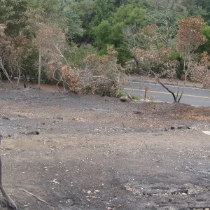 hill slope below the Hort unit and above Mission Canyon Road, after the Jesusita Fire