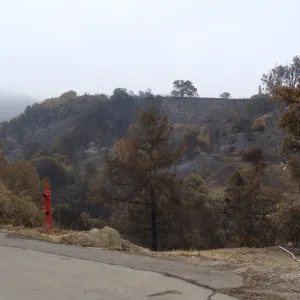 burned vegetation on the East Slope, after the Jesusita Fire