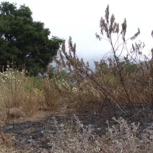 burned vegetation on the Porter Trail, after the Jesusita Fire