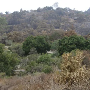 viewing across the Garden and Mission Canyon from the Porter Trail, after the Jesusita Fire