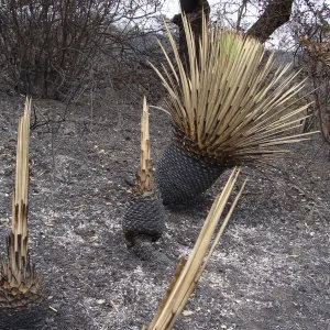 Yuccas burned by the Jesusita Fire
