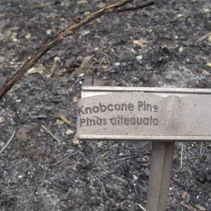 melted plant identification label, after the Jesusita Fire
