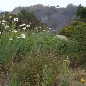 viewing the burned East Slope from the Porter Trail, after the Jesusita Fire