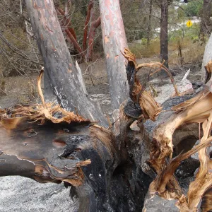 burned Cypress tree, Cupressus forbesii, after the Jesusita Fire