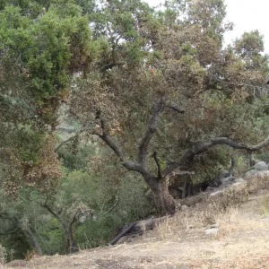 burned slope behind the Tunnel Road Studio, Santa Barbara Botanic Garden, after the Jesusita Fire
