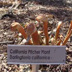 California Pitcher Plant, Darlingtonia californica, after the Jesusita Fire