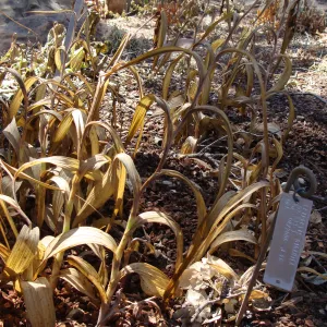 Epipactis gigantea, in the Orchid Display, after the Jesusita Fire