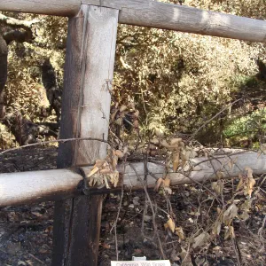 burned wood railing and California Wild Grape, after the Jesusita Fire