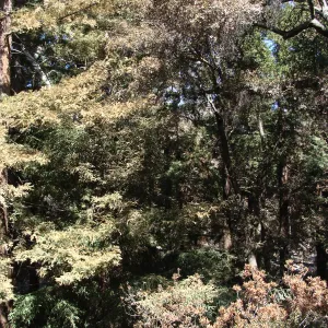 viewing the heat-singed Coast Redwood canopy , after the Jesusita Fire