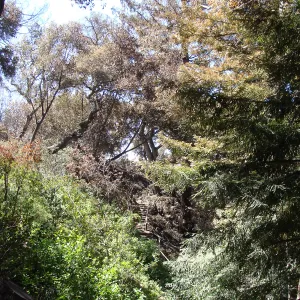 Indian Steps through the burned and heat-singed canopy of the Coast Redwood Section, after the Jesusita Fire