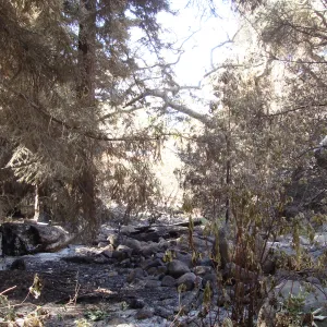 Mission Creek above the Mission Dam, after the Jesusita Fire