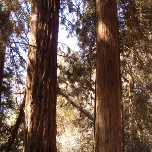 heat-singed Coast Redwoods in the Redwood Section, after the Jesusita Fire