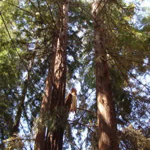 broken branch in the Redwood Section, after the Jesusita Fire (Coast Redwood)