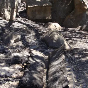 burned wood bench, after the Jesusita Fire