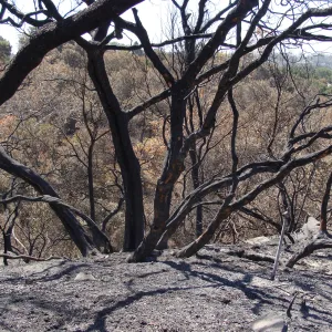 Pritchett Trail above Mission Canyon, after the Jesusita Fire