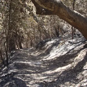 Pritchett Trail, after the Jesusita Fire