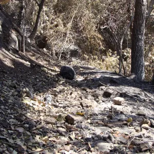 fire singed bay leaves litter the lower section of the Pritchett Trail, after the Jesusita Fire
