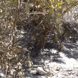 ash and burned bay trees along the Canyon Trail, after the Jesusita Fire