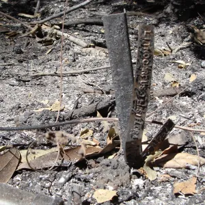 ash and debris, burned plant identification label, after the Jesusita Fire