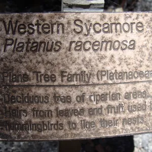 burned public plant identification label, after the Jesusita Fire