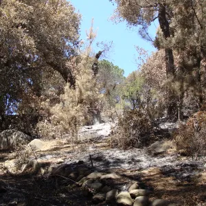 Mission Canyon, near the Island Section, after the Jesusita Fire