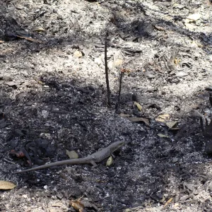lizard amongst ash, after the Jesusita Fire