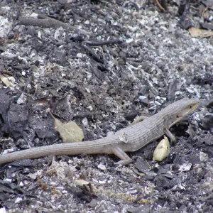 lizard amongst fresh ash, Island Section, Santa Barbara Botanic Garden, after the Jesusita Fire