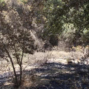 The Island Section, after the Jesusita Fire