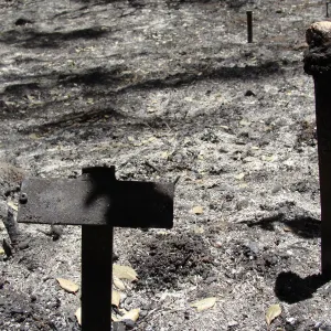 burned plant identification labels in the Island Section, after the Jesusita Fire