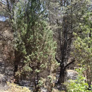burned stand of pines adjacent to the Easton Aqueduct Trail, after the Jesusita Fire
