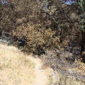 easton Aqueduct Trail, where the fire stopped, adjacent to the Island Section, after the Jesusita Fire