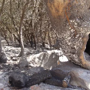 Sycamore tree trunk hollowed out by fire, after the Jesusita Fire