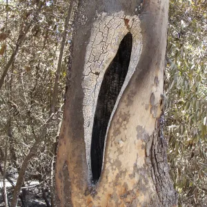 Sycamore tree trunk hollowed out by fire, after the Jesusita Fire