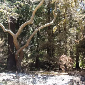 view of the Redwood Section and Mission Creek from the Mission Dam, after the Jesusita Fire