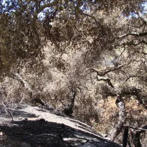 viewing Mission Canyon from the canyon rim, at the top of the Meadow, after the Jesusita Fire (Coastal Live Oak)