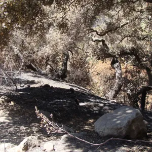 view of Mission Canyon from the canyon rim, at the top of the Meadow, after the Jesusita Fire